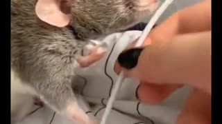 Pet Rat Needs to Charge it's Phone