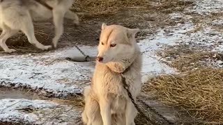 Sled dogs are waiting in line