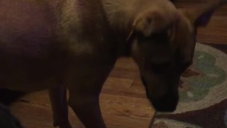 Big brown dog chasing tail in living room