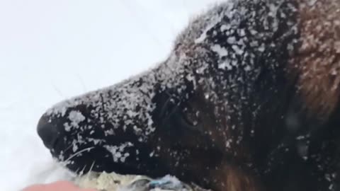 German shepherd plays in snow