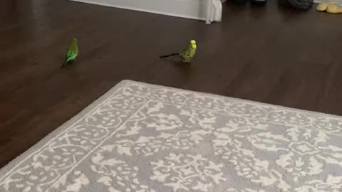 Budgies playing on the floor