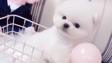 funniest cute puppy