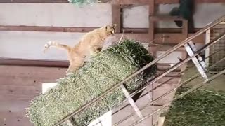 Courageous Cat Goes for Hay Ride
