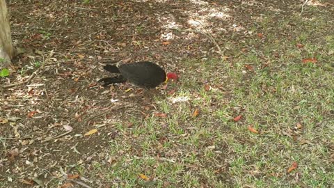 A wild Australian Brushturkey comes to visit