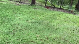 Cheeky Cockatoo Chews on Wallaby's Tail