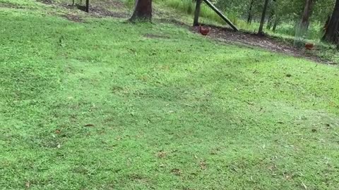 Cheeky Cockatoo Chews on Wallaby's Tail