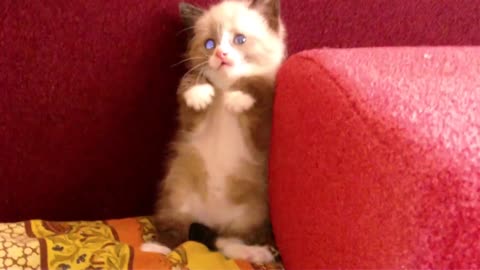 Cute Kitten Afraid Of A Vacuum Cleaner