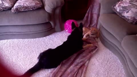 Kitten wrestles puppy and pins him!