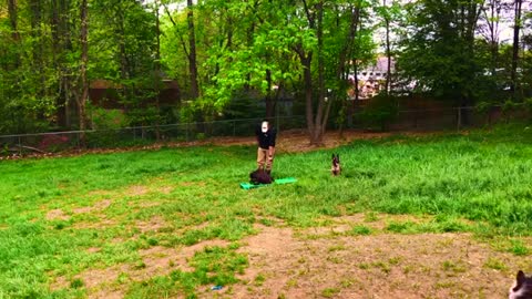 6-Month Old English Lab, Samson! English Lab Dog Training | Off Leash English Lab Training