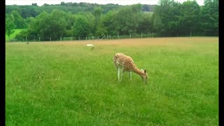 A young sweet white-brown fawn grazes in Germany in July 2021. Video