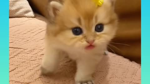 Cute and Funny Cat Videos Compilation _#short