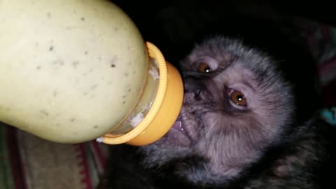 Capuchin Monkey Drinking a Baby Bottle