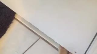 Cat pulls toy under door