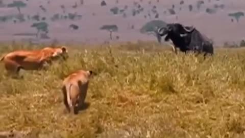 Buffalo fights Lion and the result Wild Animal