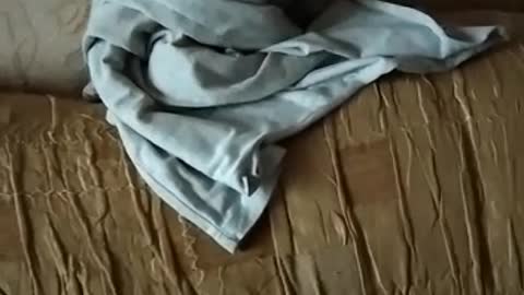 Kitten is going out from T-shirt