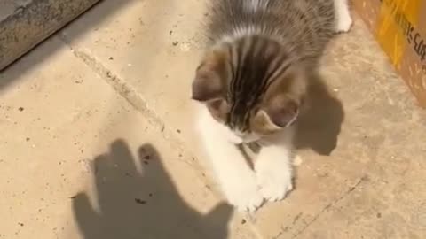 Funny cat playing with shadows hands