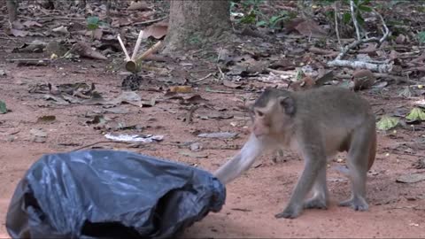 Bizzar Monkeys Chasing Old Black Bag