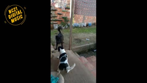 Funny Videos of Dogs, Cats, Other Animals, Flokinho and Nina Playing in the Yard