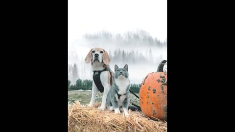 #Shorts Beagle and Cat Pose Adorably Inseparable for Cute Photos at a Pumpkin Patch #tiktoktrends