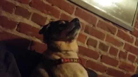 Dog tilts head all the way back when spoken to