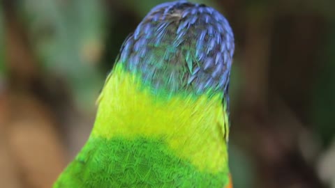 The babbling parrot