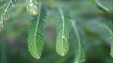 Relaxing rain