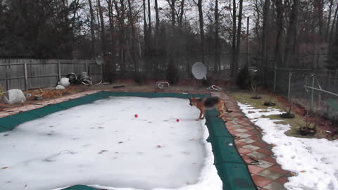 Puzzled German Shepherd wants his ball