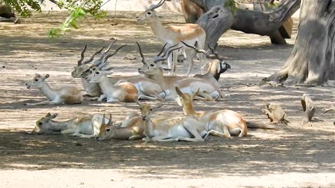 A lots of activities of white deers 🦌