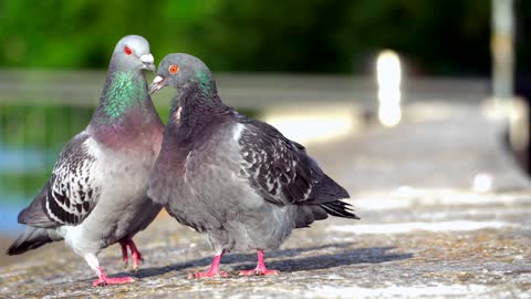 Two Pigeons on the garden Ground his Loves seen