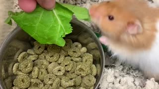 This long haired Syrian loves his greens!