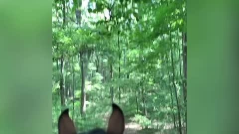 Interesting Trail ride on green colt