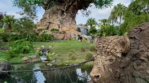 Disney Tree of Life