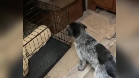 Cute puppy tries to Befriend Cat