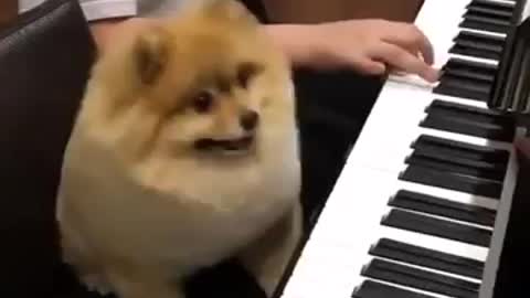 Dog plays piano So cute !!