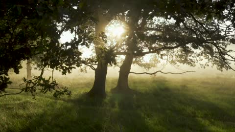 Most Beautiful Mystical Forest Morning Light