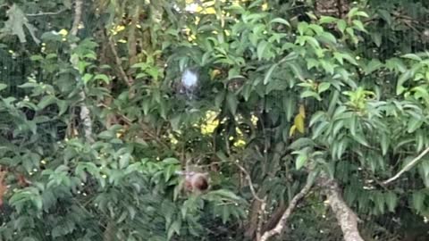 Huge Spider spinning his huge web