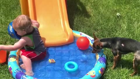 Puppy Slides Into Pool