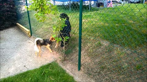 Boy The Pomsky Playing with His Mate!