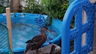 Just ducks doing duck stuff