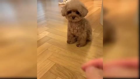 My Baby Dogs - Cute and Funny Dog Video