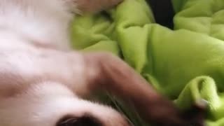 Cat massage on bed