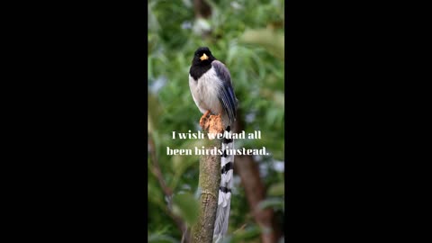 bird quotes
