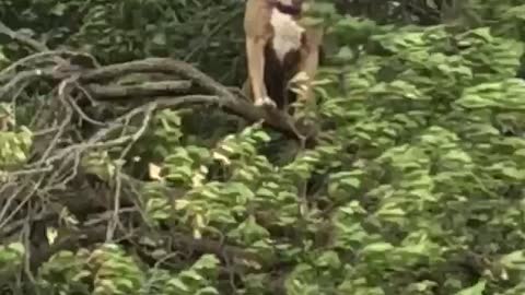 Doggy Climbs Tree to Enjoy the Breeze