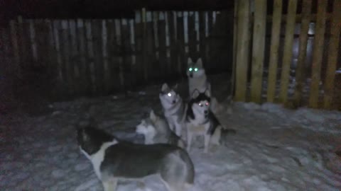 Unbelievable!! 6 Husky howl in the night, Who do they call??