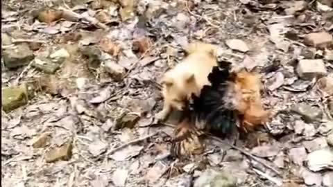 Funny Dog Fighting with Chickens