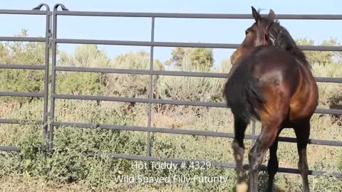 2020 Wild Spayed Filly Futurity/ Hot Toddy # 4329