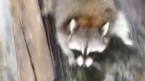 THE KUNG FU RACOON...