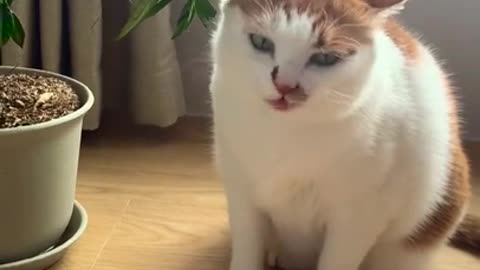 Best Funny Cat Copying Emoji