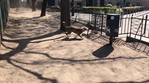 Oblivious dog runs right into garbage can
