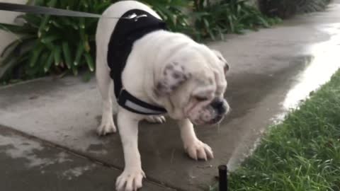 Ambitious bulldog takes on water sprinkler